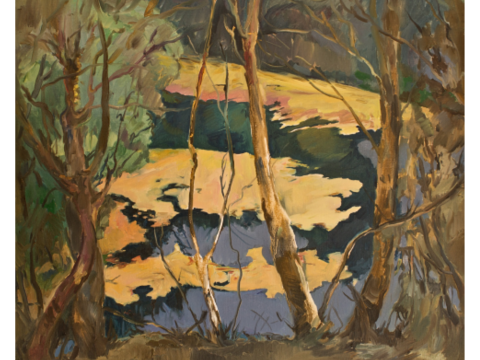 Forest Light Reflection